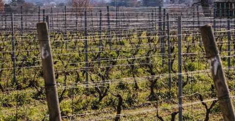 Vino: in Puglia c' anche quello "barese", ma  meno conosciuto e diffuso. Ecco perch